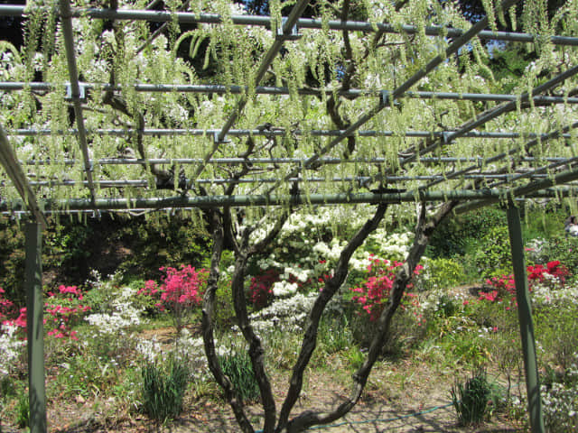 日本濱松花卉公園 白藤棚