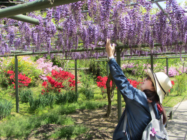 日本濱松花卉公園 紫藤棚