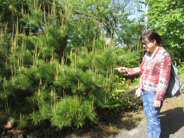 濱松大草山展望廣場