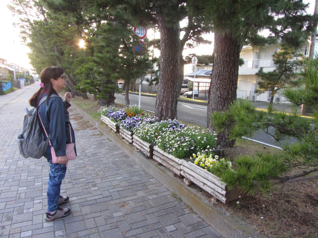 濱松馬郡車庫巴士總站步行往弁天島海濱公園 舊東海道松並木