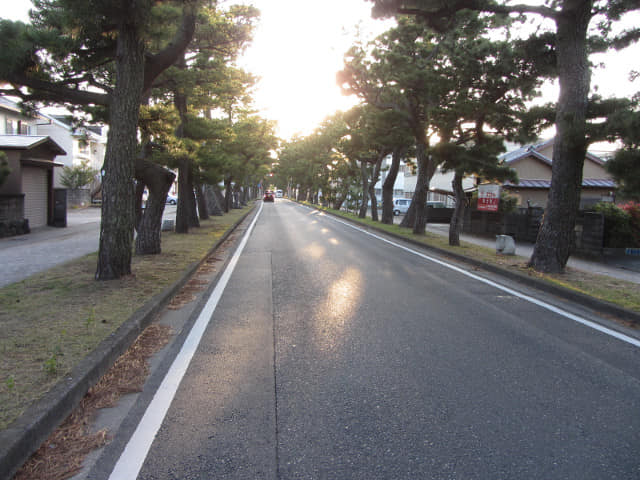 濱松馬郡車庫巴士總站步行往弁天島海濱公園 舊東海道松並木