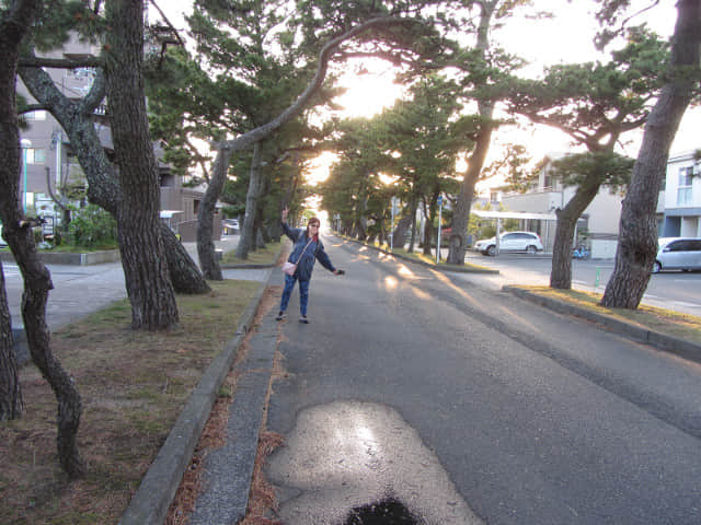 濱松馬郡車庫巴士總站步行往弁天島海濱公園 舊東海道松並木