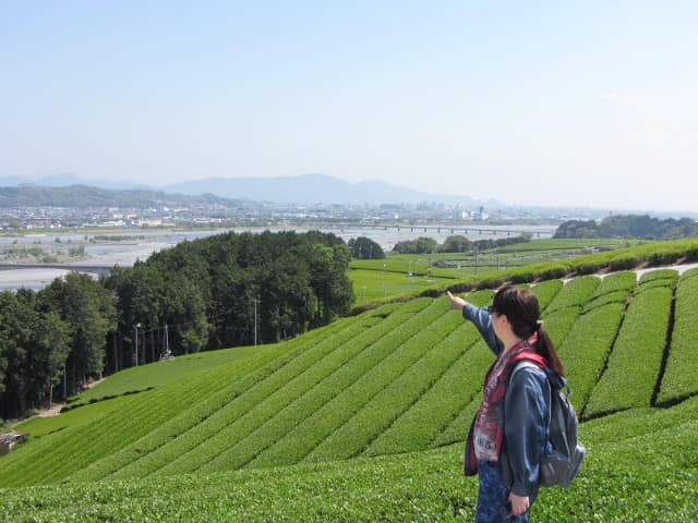 日本靜岡縣 靜岡茶園