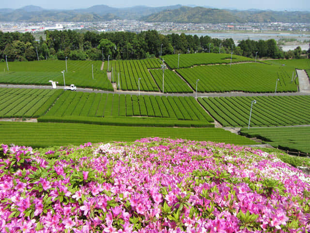 日本靜岡縣 靜岡茶園