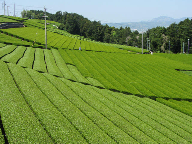 日本靜岡縣 靜岡茶園