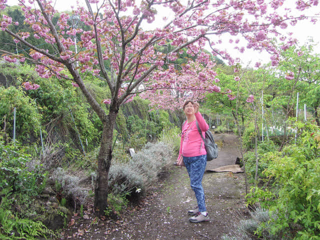 日本山梨縣 河口湖 櫻花