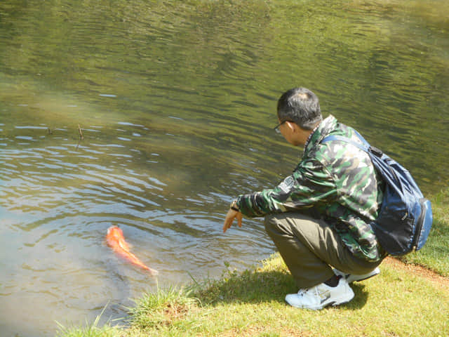 日本濱松花卉公園 水邊的廣場 池塘 鯉魚