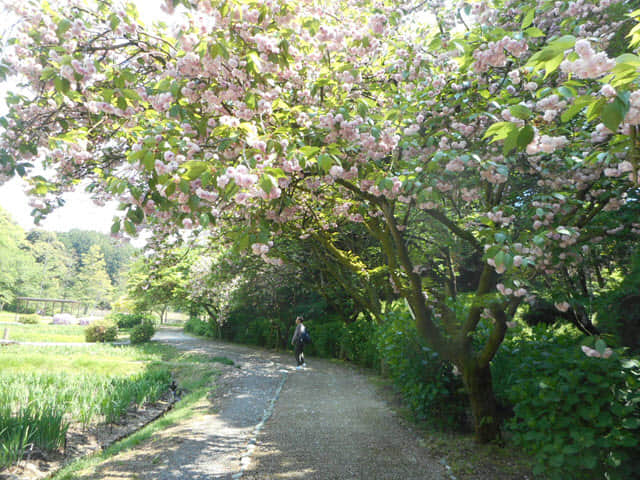 日本濱松花卉公園