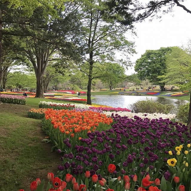 東京都．立川市 國營昭和紀念公園 (Showa Kinen Park) 鬱金香 開花情報