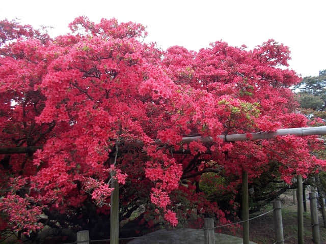 群馬県．館林市 つつじが岡公園 杜鵑花 開花情報