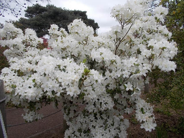 群馬県．館林市 つつじが岡公園 杜鵑花 開花情報