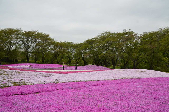 群馬県．館林市 東武寶藏花園 芝櫻 開花情報