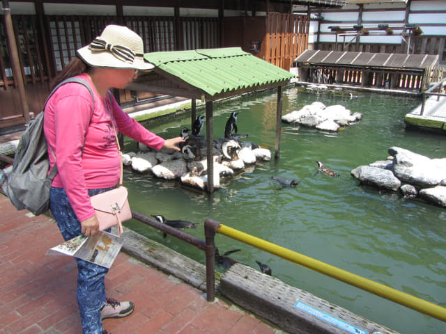 掛川花鳥園 企鵝水池