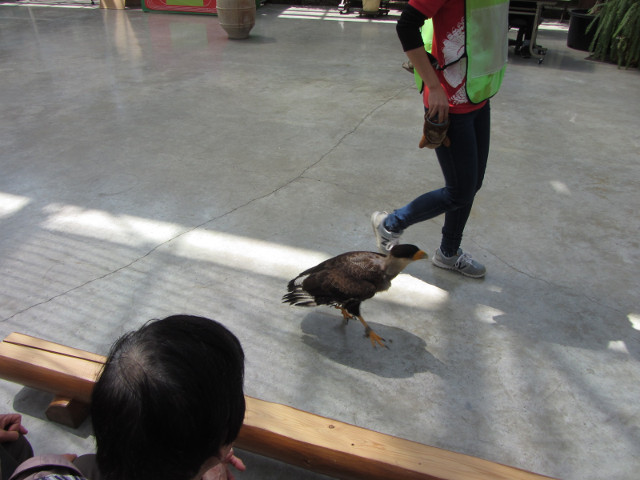 掛川花鳥園 貓頭鷹會場 (わくわくイベント会場) 小鷹膠桶中取食技能