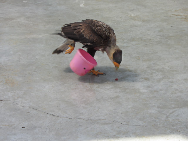 掛川花鳥園 貓頭鷹會場 (わくわくイベント会場) 小鷹膠桶中取食技能