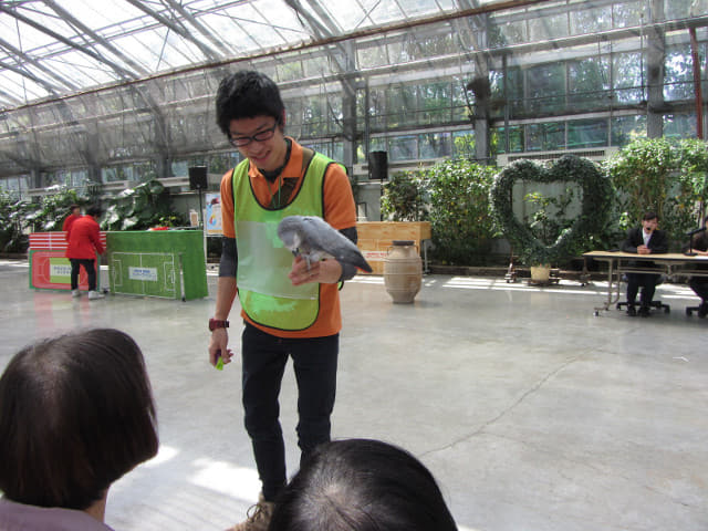 掛川花鳥園 貓頭鷹會場 (わくわくイベント会場) 小動物天才表演