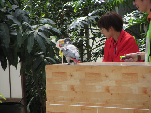 掛川花鳥園 貓頭鷹會場 (わくわくイベント会場) 小動物天才表演