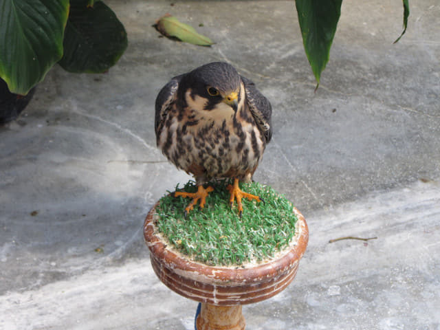 掛川花鳥園 貓頭鷹會場 (わくわくイベント会場)