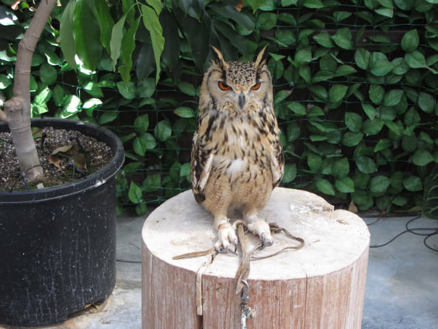 掛川花鳥園 貓頭鷹會場 (わくわくイベント会場)