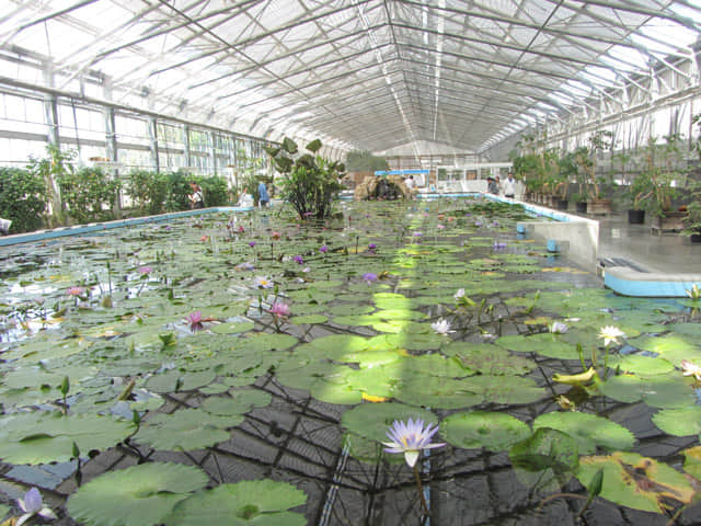 掛川花鳥園 蓮池