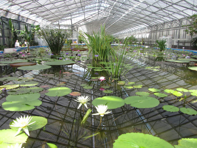 掛川花鳥園 蓮池