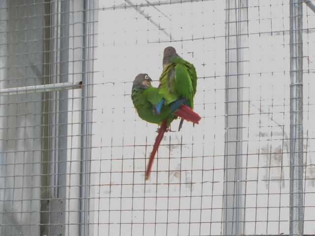 掛川花鳥園 蕉鵑及琵鷺鳥類廣場