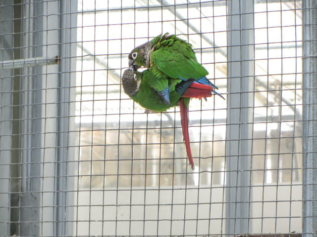 掛川花鳥園 蕉鵑及琵鷺鳥類廣場