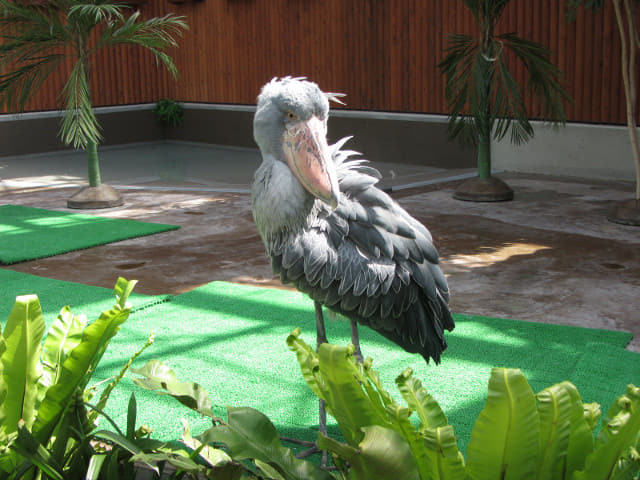 掛川花鳥園 鯨頭鸛大型鳥類森林