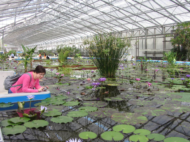 掛川花鳥園 蓮池區