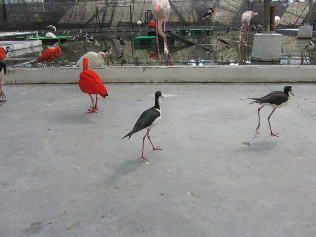 掛川花鳥園 托哥巨嘴鳥及朱鷺亞科區域 (才才八シと 卜キの水辺 Toco Toucan & Lbis Area)