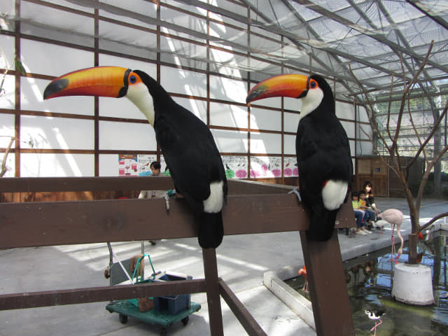 掛川花鳥園 托哥巨嘴鳥及朱鷺亞科區域 (才才八シと 卜キの水辺 Toco Toucan & Lbis Area)