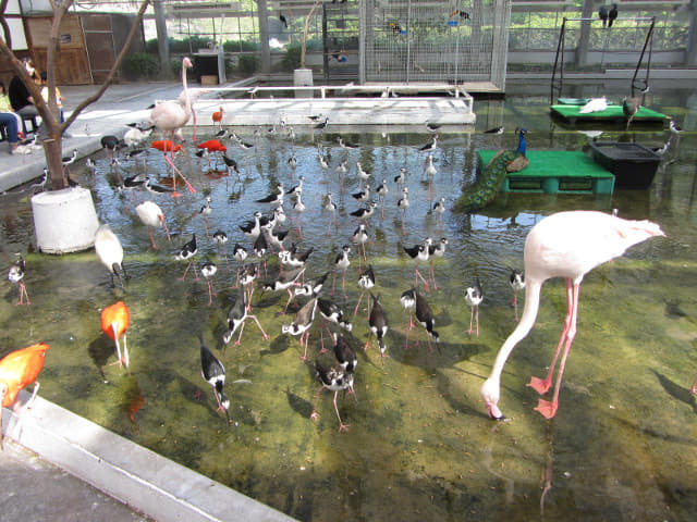 掛川花鳥園 托哥巨嘴鳥及朱鷺亞科區域 (才才八シと 卜キの水辺 Toco Toucan & Lbis Area)