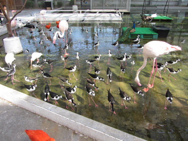 掛川花鳥園 托哥巨嘴鳥及朱鷺亞科區域 (才才八シと 卜キの水辺 Toco Toucan & Lbis Area)