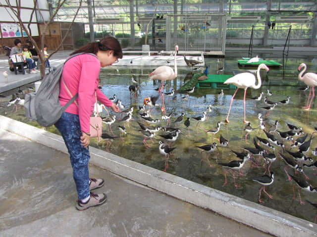 掛川花鳥園 托哥巨嘴鳥及朱鷺亞科區域 (才才八シと 卜キの水辺 Toco Toucan & Lbis Area)