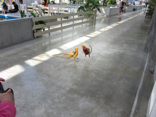 掛川花鳥園