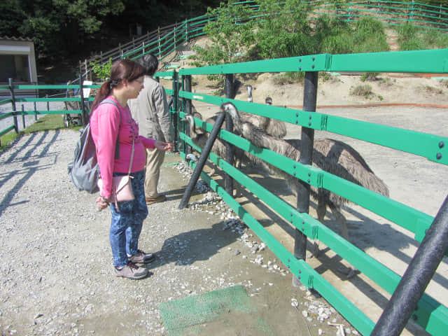 掛川花鳥園 鴯鶓牧場 (工ミュー牧場 Emu Pen)