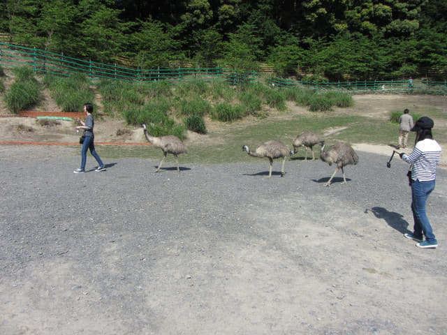 掛川花鳥園 鴯鶓牧場 (工ミュー牧場 Emu Pen)