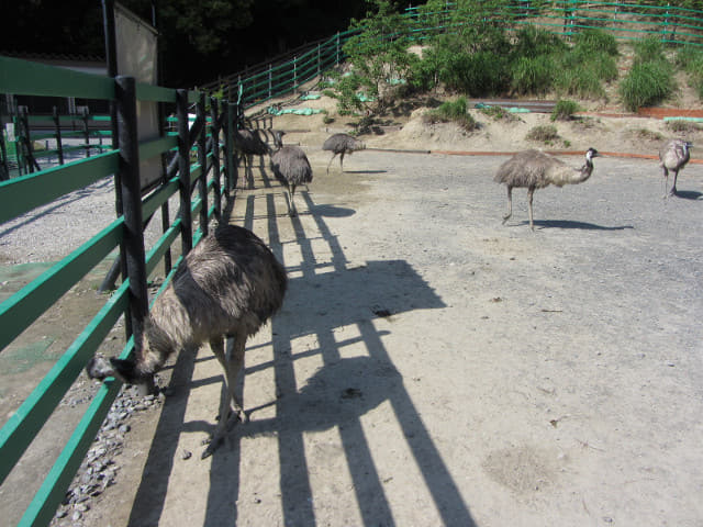 掛川花鳥園 鴯鶓牧場 (工ミュー牧場 Emu Pen)