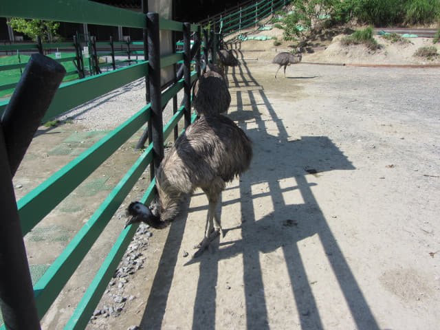 掛川花鳥園 鴯鶓牧場 (工ミュー牧場 Emu Pen)