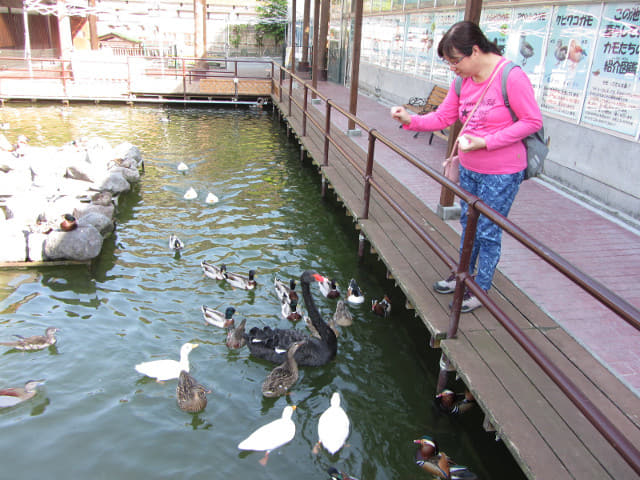 掛川花鳥園 水鴨水池