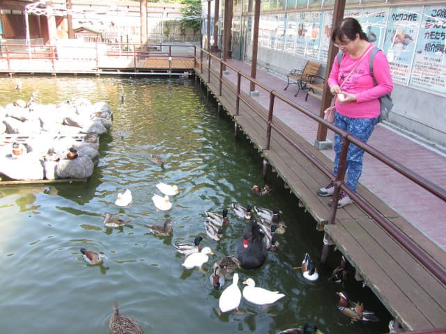 掛川花鳥園 水鴨水池