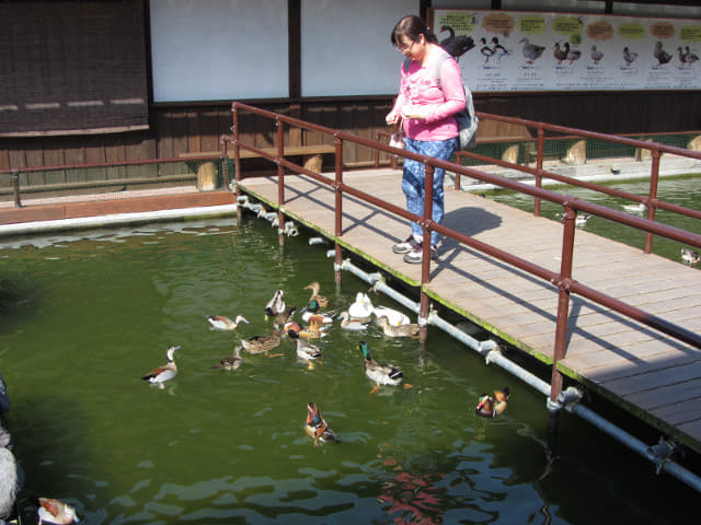 掛川花鳥園 水鴨水池