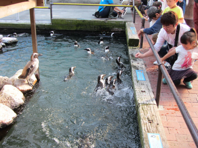 掛川花鳥園 企鵝水池