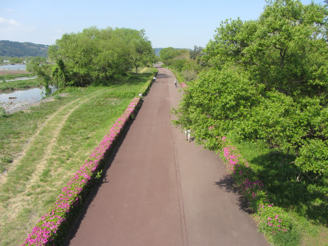 蓬萊橋 大井川畔的健行步道