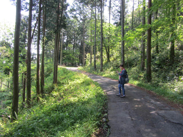 從蓬萊橋沿蓬萊七福神の小路走往靜岡縣牧之原大茶園