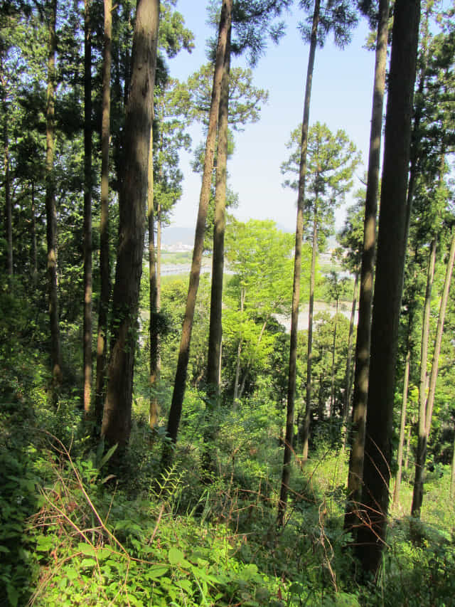 從蓬萊橋沿蓬萊七福神の小路走往靜岡縣牧之原大茶園