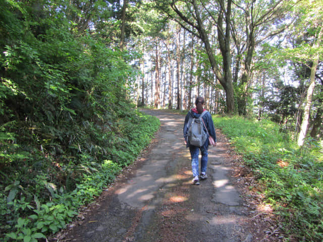 從蓬萊橋沿蓬萊七福神の小路走往靜岡縣牧之原大茶園