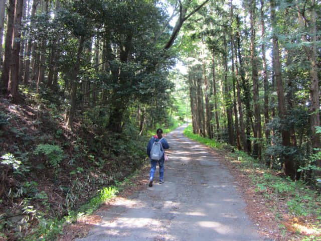 從蓬萊橋沿蓬萊七福神の小路走往靜岡縣牧之原大茶園