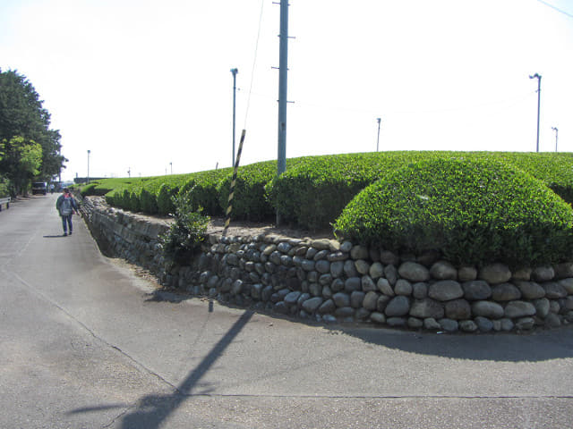 靜岡縣 牧之原大茶園 步行往 中條景昭像公園