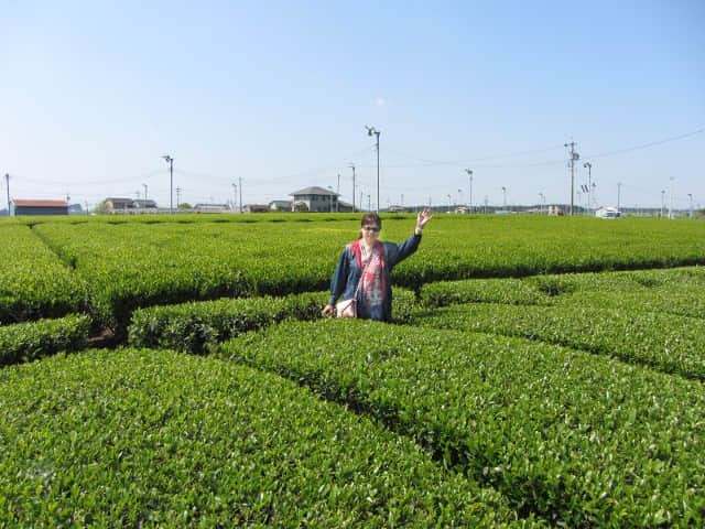 靜岡縣 牧之原大茶園